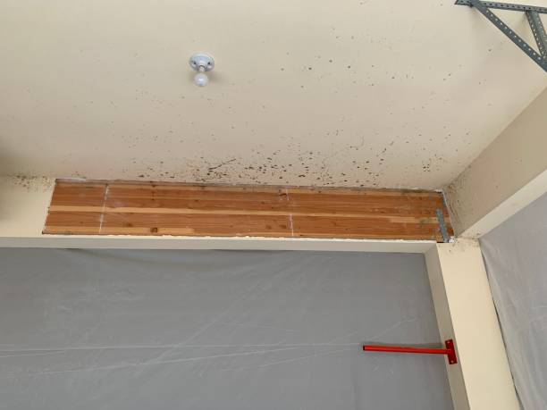 Best Forensic Mold Investigation  in Eagle Mountain, UT